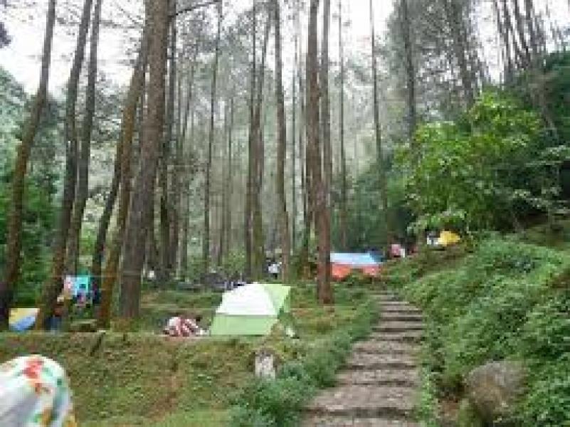 D'Jungle Camping Ground